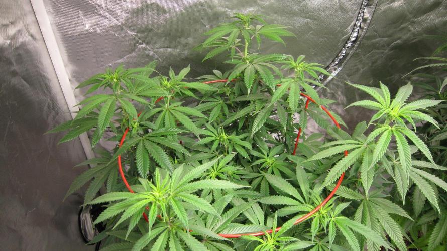 Gelatdos Jabb... My crossing.. Week 15 - Plant #1