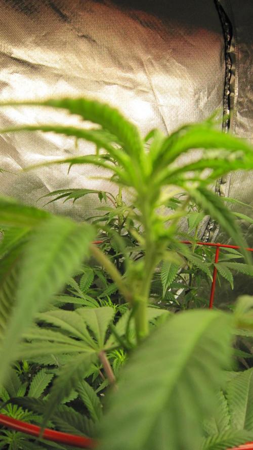 Gelatdos Jabb... My crossing.. Week 15 - Oh... Oh... The auto focus liked the back plant more. Plant #1