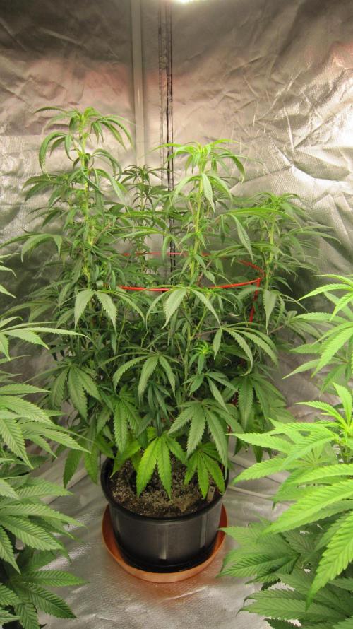 Gelatdos Jabb... My crossing.. Week 15 - Plant #2