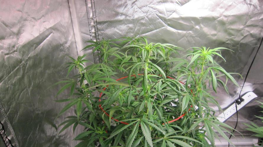 Gelatdos Jabb... My crossing.. Week 15 - Plant #2