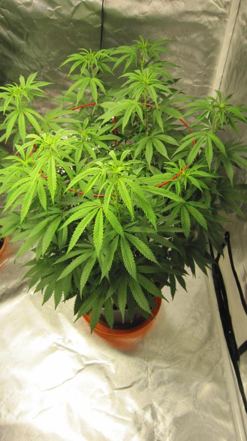 Gelatdos Jabb... My crossing.. Week 15 - Plant #3