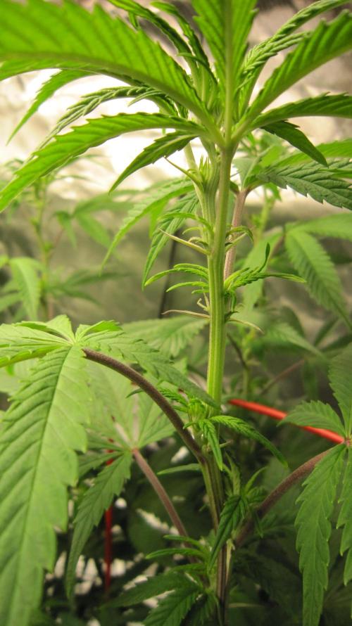 Gelatdos Jabb... My crossing.. Week 15 - Plant #3