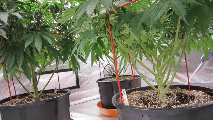 Gelatdos Jabb... My crossing.. Week 15 - All cleaned up under here.