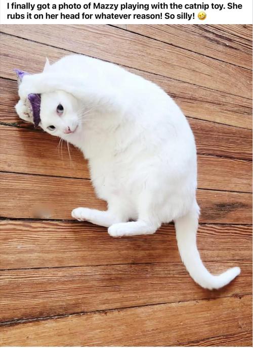 Gelatdos Jabb... My crossing.. Week 15 - Brain Freeze.