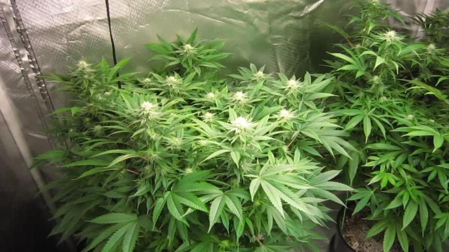 🍋 Lemon 🍊 Mandarin 😎 🤗 🤩