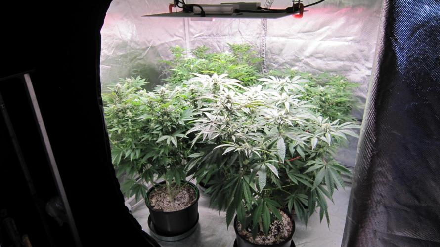 🍋 Lemon 🍊 Mandarin 😎 🤗 🤩. Week 16 - Lemon Mandarin - 3 plants (back 3)and 1 plant of Hulk OG (front left)