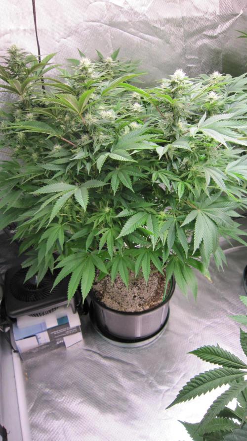 🍋 Lemon 🍊 Mandarin 😎 🤗 🤩. Week 16 - Plant #1 Smells like the sweetest Mandarin Orange... Wonderful...