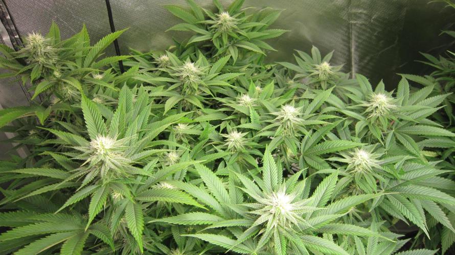 🍋 Lemon 🍊 Mandarin 😎 🤗 🤩. Week 16 - Plant #1