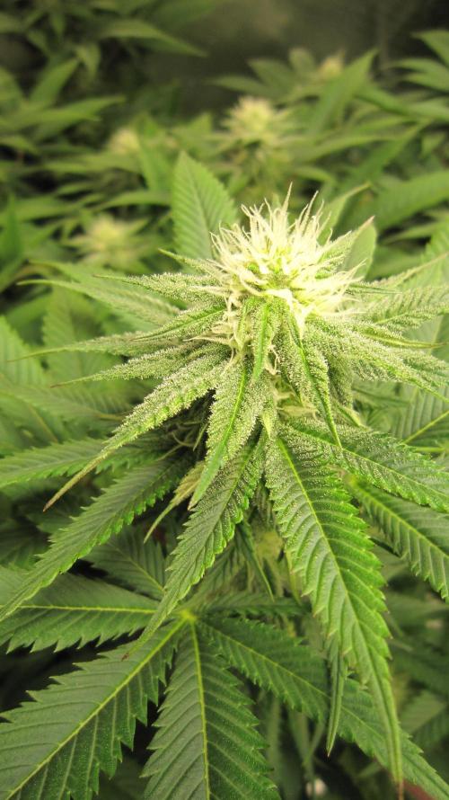 🍋 Lemon 🍊 Mandarin 😎 🤗 🤩. Week 16 - Plant #1