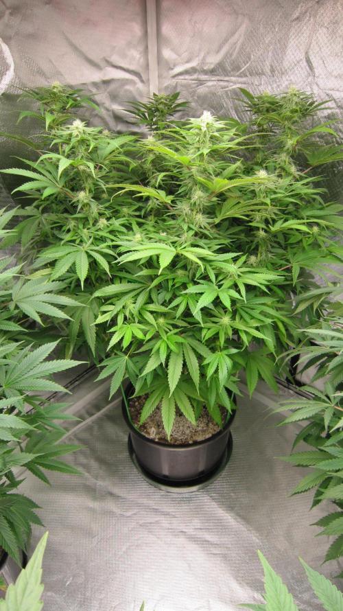 🍋 Lemon 🍊 Mandarin 😎 🤗 🤩. Week 16 - Plant #2 Smell like a freshly washed Sweet Carrot right out of the garden.