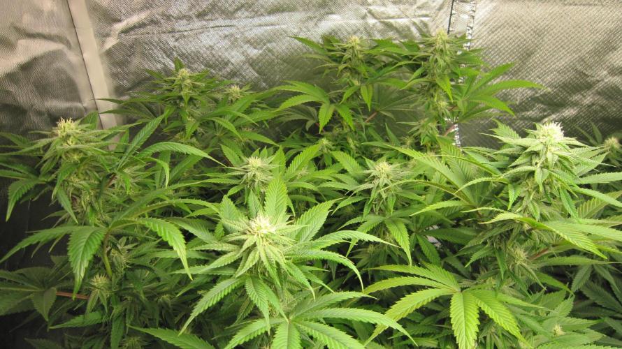 🍋 Lemon 🍊 Mandarin 😎 🤗 🤩. Week 16 - Plant #2