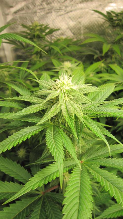 🍋 Lemon 🍊 Mandarin 😎 🤗 🤩. Week 16 - Plant #2