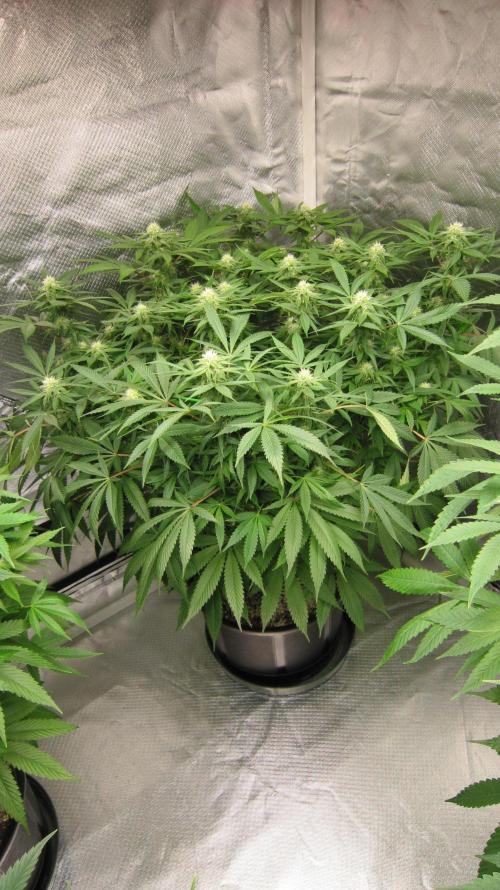 🍋 Lemon 🍊 Mandarin 😎 🤗 🤩. Week 16 - Plant #3 Smells like a regular/normal sweet round orange.