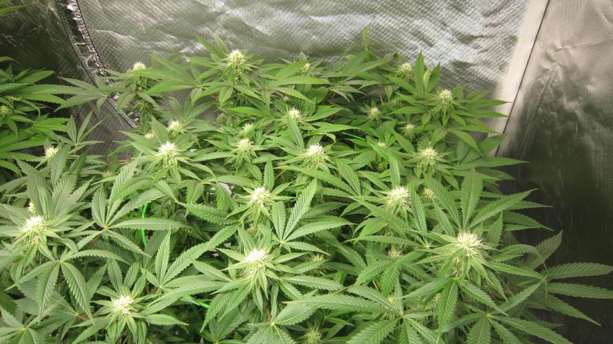 🍋 Lemon 🍊 Mandarin 😎 🤗 🤩. Week 16 - Plant #3