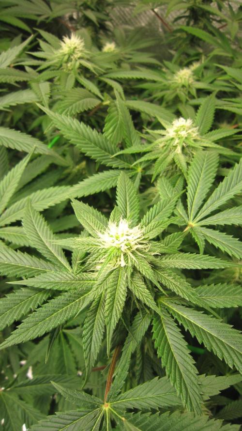 🍋 Lemon 🍊 Mandarin 😎 🤗 🤩. Week 16 - Plant #3