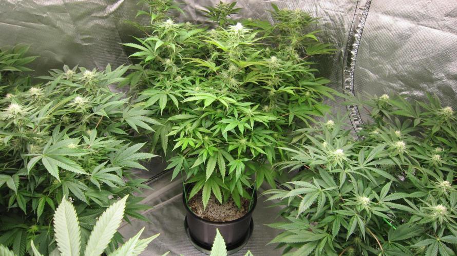 🍋 Lemon 🍊 Mandarin 😎 🤗 🤩. Week 16 - 3 Plants of Lemon Mandarin.