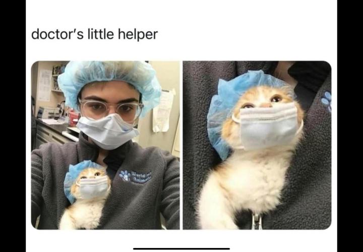 🍋 Lemon 🍊 Mandarin 😎 🤗 🤩. Week 16 - I hope it's a vet doctor.