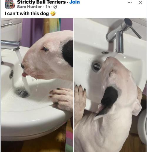 🍋 Lemon 🍊 Mandarin 😎 🤗 🤩. Week 16 - I had a cat that did this.