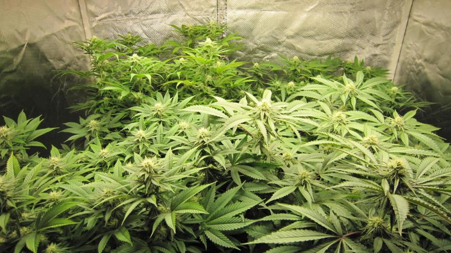 💪🔥⚡ Hulk OG - by IZI. Week 16 - In this tent.. Hulk is in front right the others are Lemon Mandarin by Fast Buds