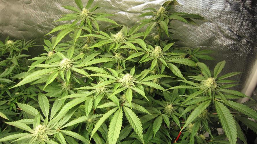 💪🔥⚡ Hulk OG - by IZI. Week 16 - Hulk