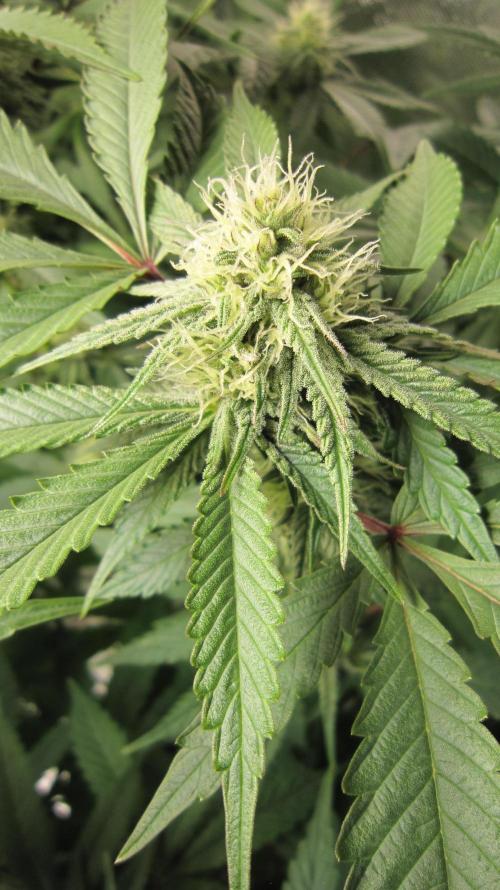 💪🔥⚡ Hulk OG - by IZI. Week 16 - Hulk - Up Close