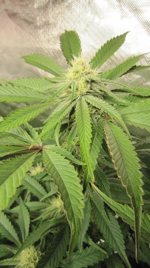 💪🔥⚡ Hulk OG - by IZI. Week 16 - Hulk OG