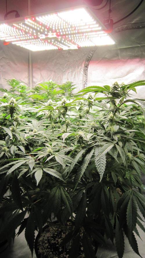 💪🔥⚡ Hulk OG - by IZI. Week 16 - Spider Farmer Light SF-4000