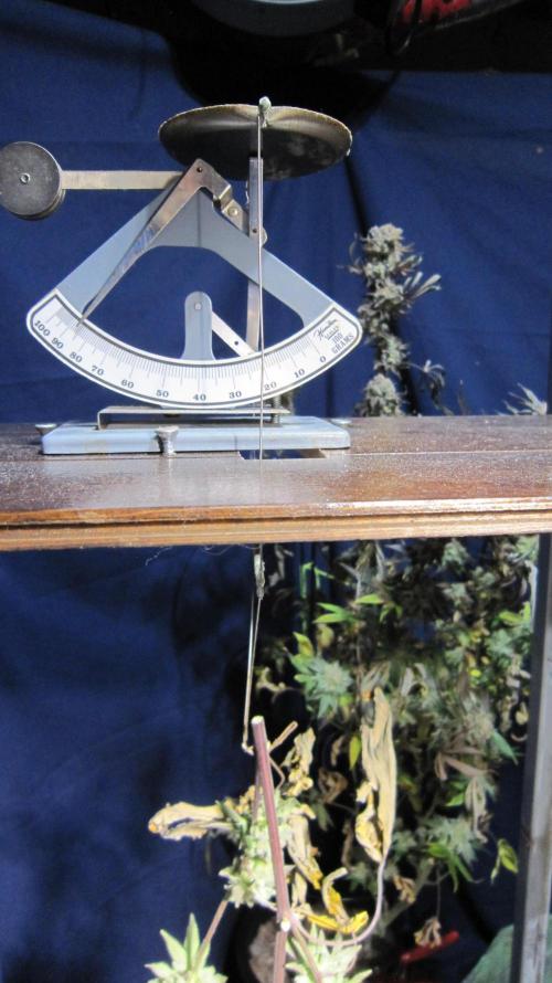 Best Clones... Showing off my.... Week 14 - How I weigh the branches