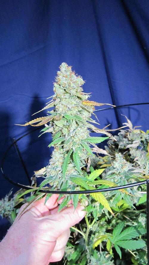 Best Clones... Showing off my.... Week 14 - Critical OG