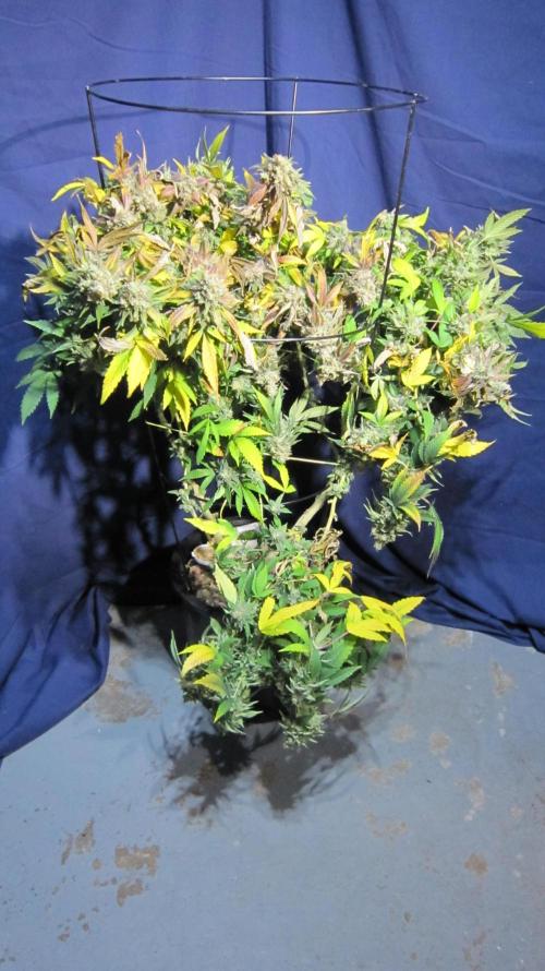 Best Clones... Showing off my.... Week 14 - Critical OG Plant #1