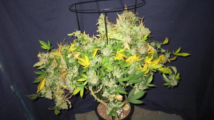 Best Clones... Showing off my.... Week 14 - Critical OG Plant #2