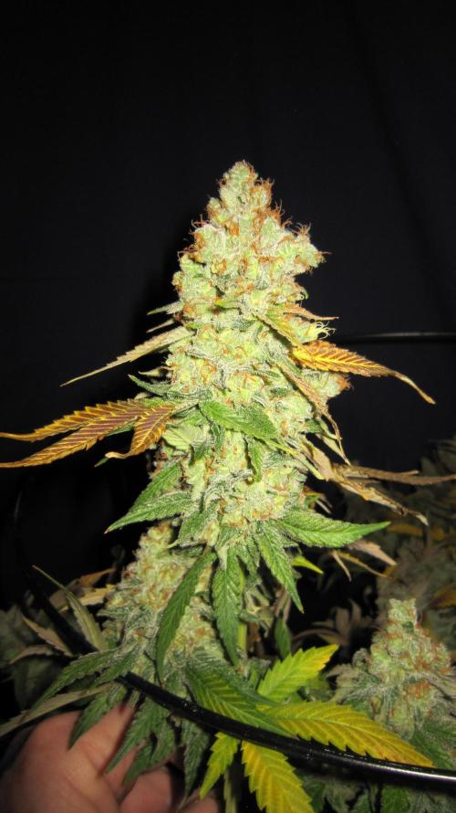 Best Clones... Showing off my.... Week 14 - Critical OG