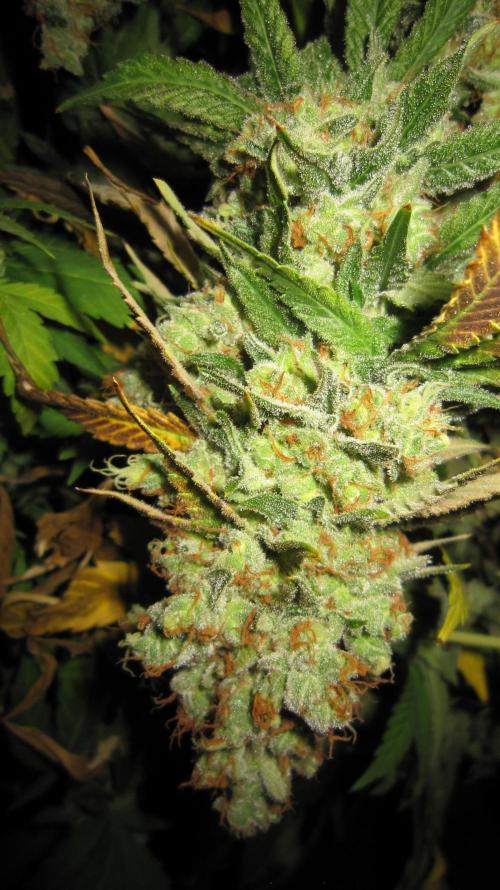 Best Clones... Showing off my.... Week 14 - Critical OG... So heavy it's hanging down.