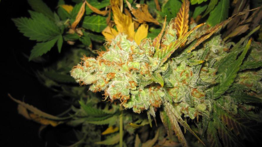 Best Clones... Showing off my.... Week 14 - Critical OG... another heavy bud