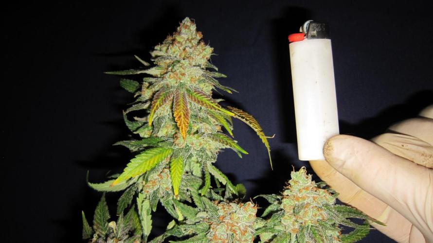 Best Clones... Showing off my.... Week 14 - Critical OG Had to hang the branches upside down to take pics