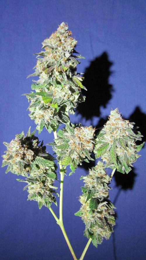 Best Clones... Showing off my.... Week 14 - Critical OG