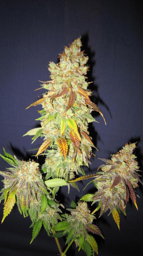 Best Clones... Showing off my.... Week 14 - Critical OG