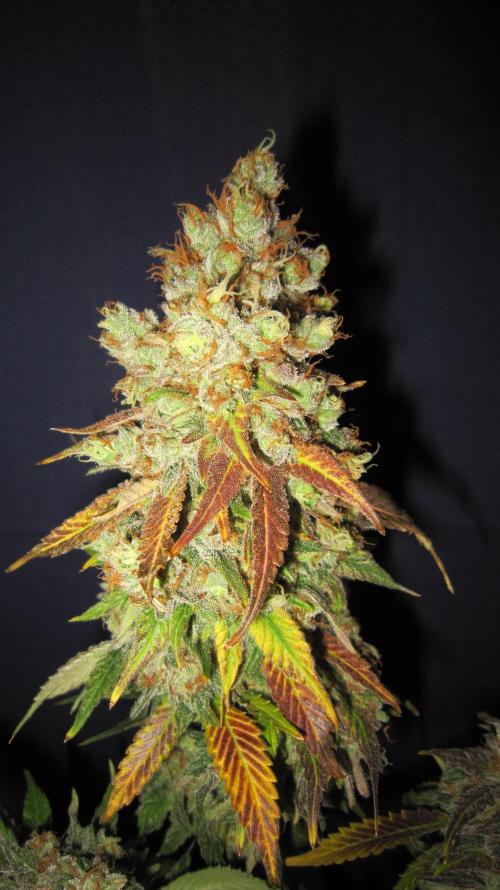 Best Clones... Showing off my.... Week 14 - Critical OG