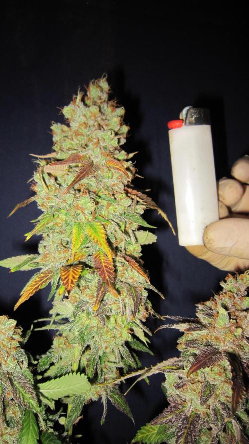 Best Clones... Showing off my.... Week 14 - Critical OG