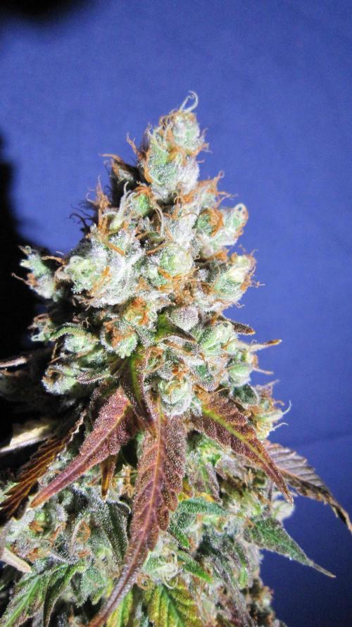 Best Clones... Showing off my.... Week 14 - Critical OG