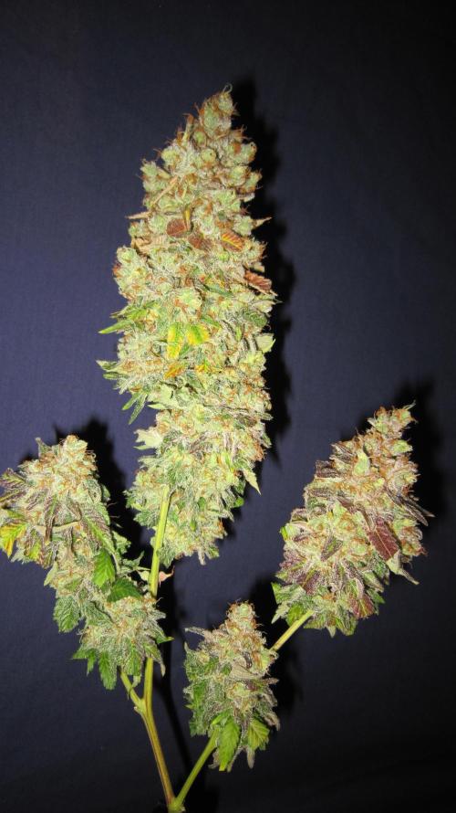 Best Clones... Showing off my.... Week 14 - Critical OG