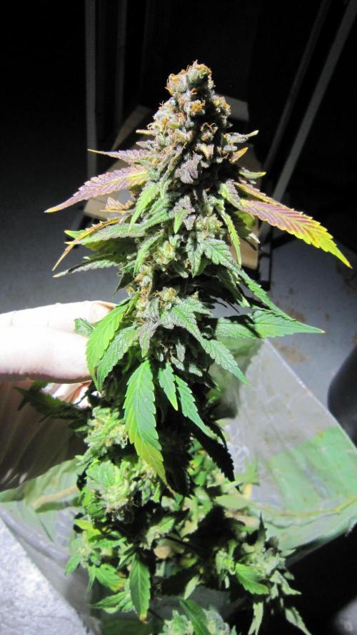 Best Clones... Showing off my.... Week 14 - Critical OG