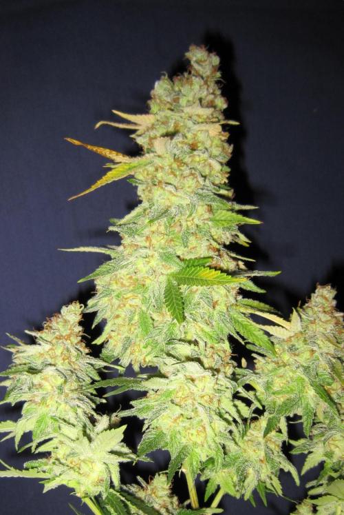 Best Clones... Showing off my.... Week 14 - Critical OG