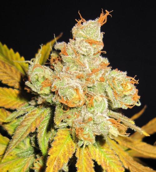 Best Clones... Showing off my.... Week 14 - Critical OG