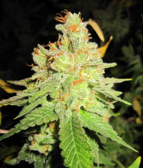 Best Clones... Showing off my.... Week 14 - Critical OG