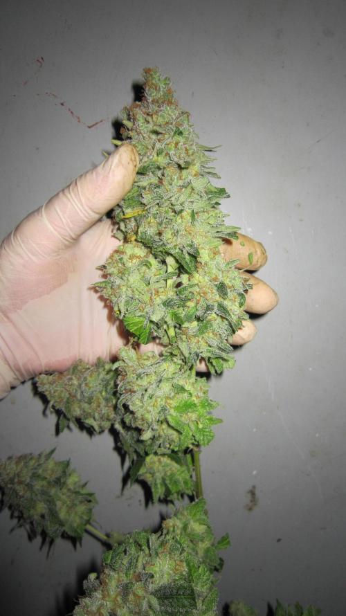 Best Clones... Showing off my.... Week 14 - Critical OG