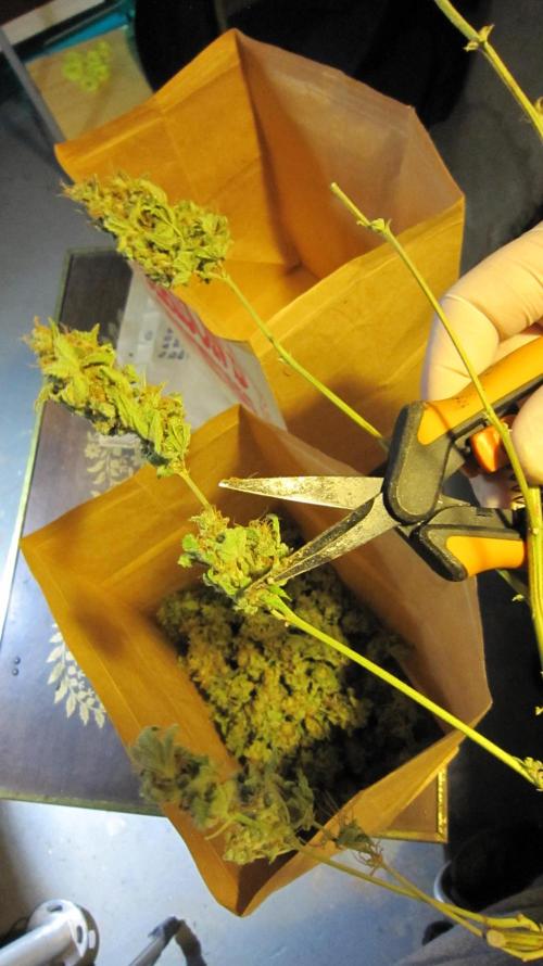 Best Clones... Showing off my.... Week 14 - Cutting the buds off, that hung for 3 days, into the curing bags.