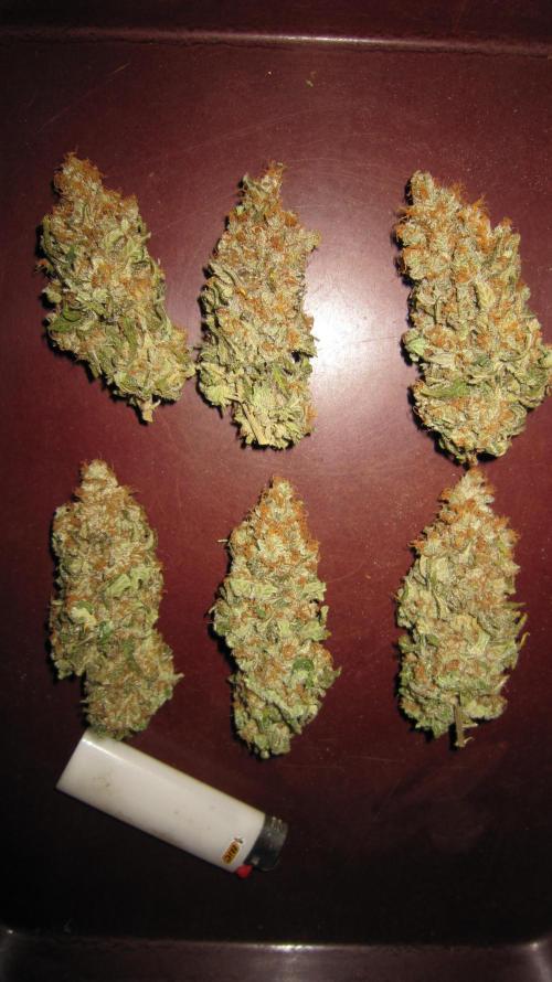 Best Clones... Showing off my.... Week 14 - Cured Buds of Critical OG