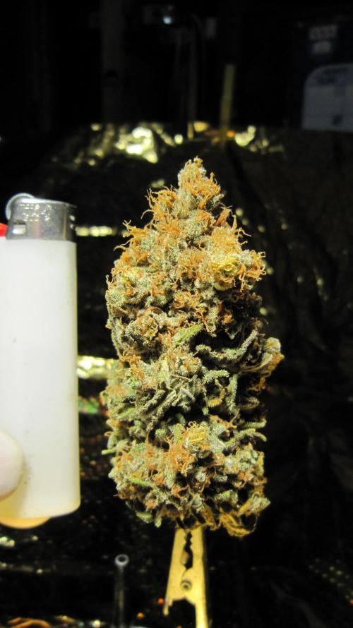 Best Clones... Showing off my.... Week 14 - Critical OG