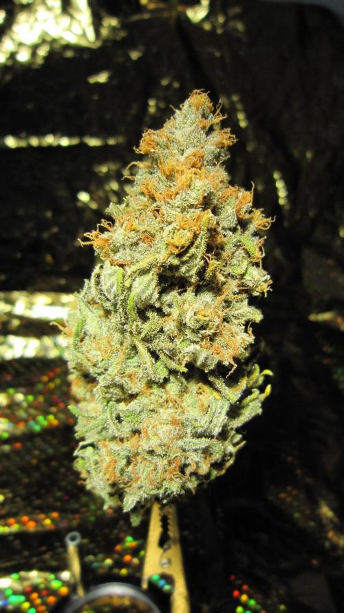 Best Clones... Showing off my.... Week 14 - Critical OG